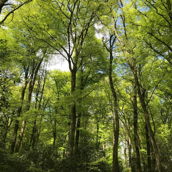 Nature - Site officiel de la ville de Liffré