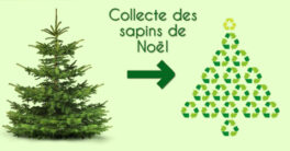 collecte sapins
