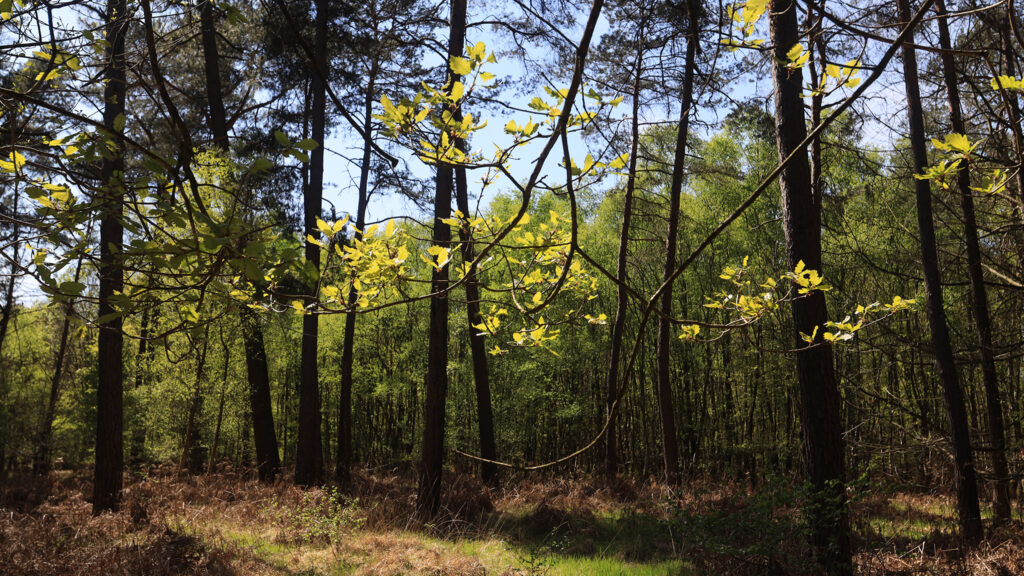Forêt De Broceliande Val Sans Retour Rue Neuve Tréhorenteuc