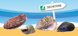 collecte coquilles